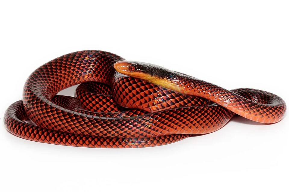 Oxyrhopus occipitalis