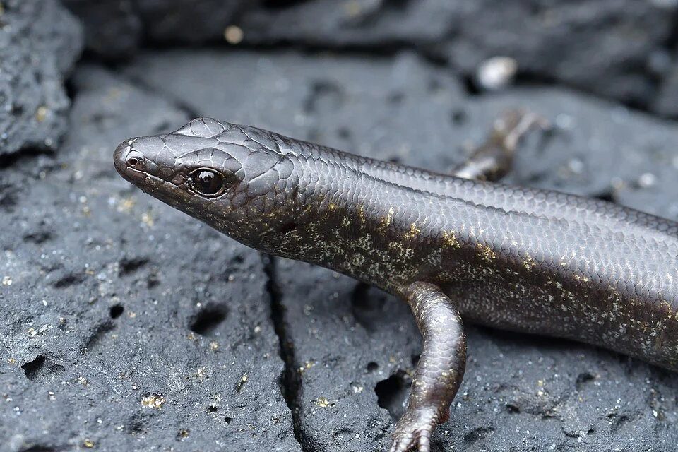 Egg-laying Skink (Oligosoma suteri) in New Zealand