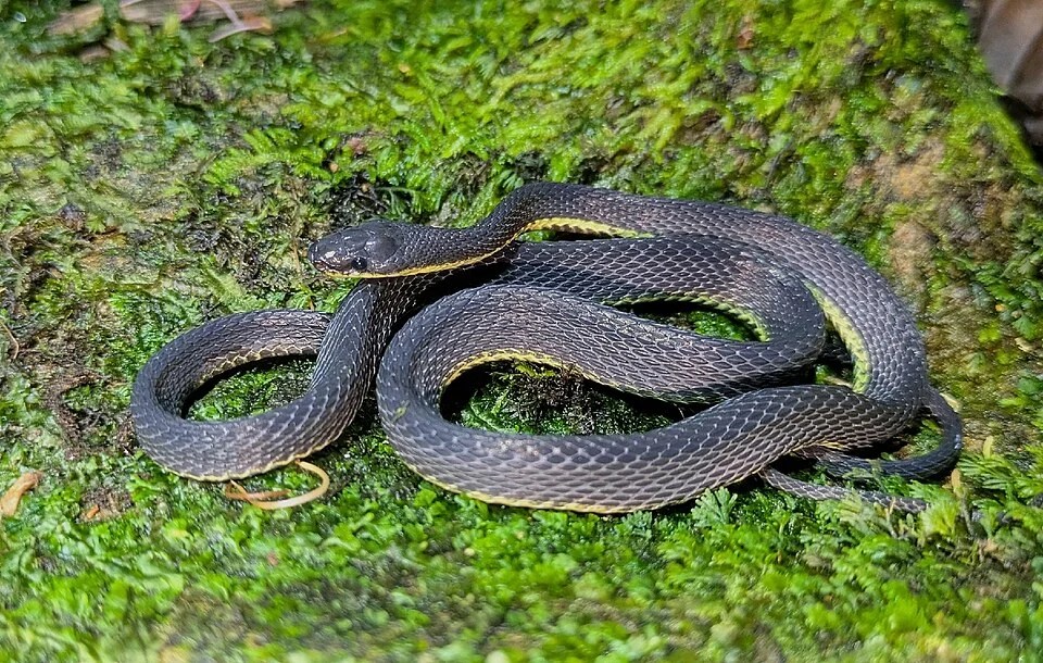 Synophis lasallei, RN La Isla Escondida, Putumayo, 2025-12-26 (iNaturalist).