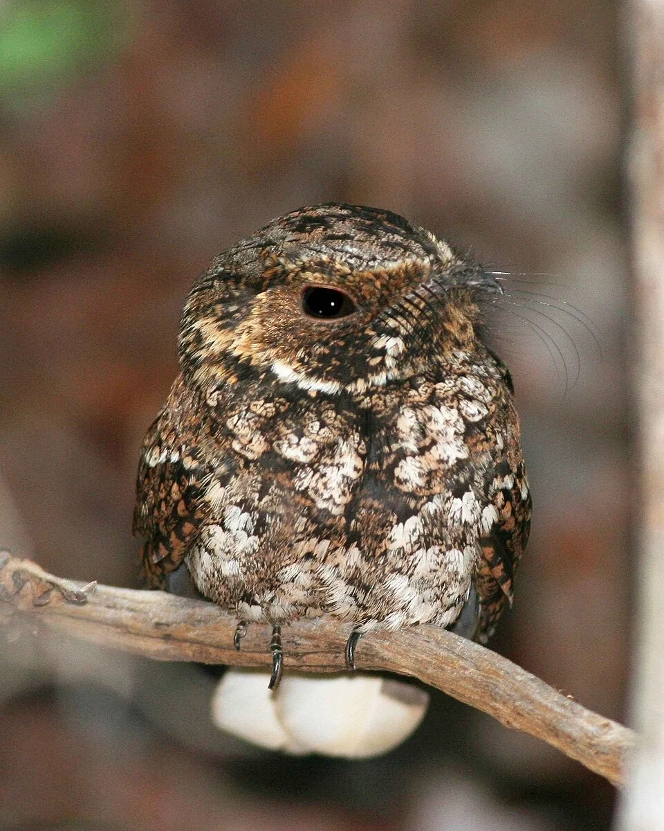 A Puerto Rican Nightjar in Puerto Rico.
