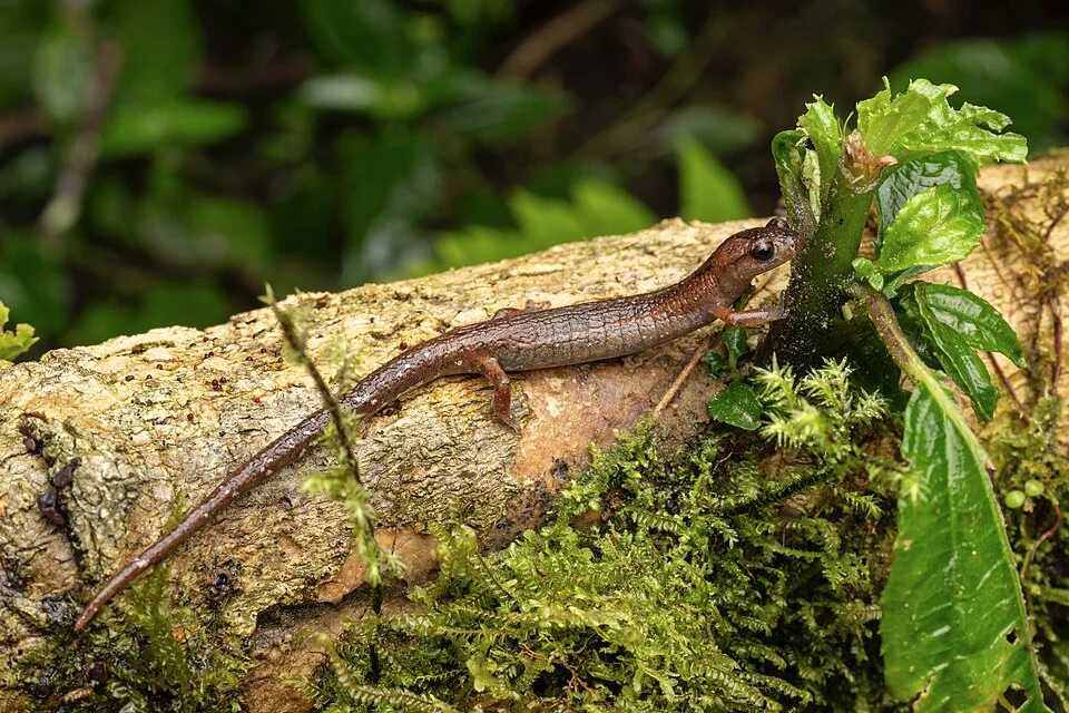 Bolitoglossa tica from Savegre Reserve, San José, Costa Rica