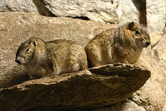 Kerodon rupestris, Rock Cavvy, By Brian Gratwicke