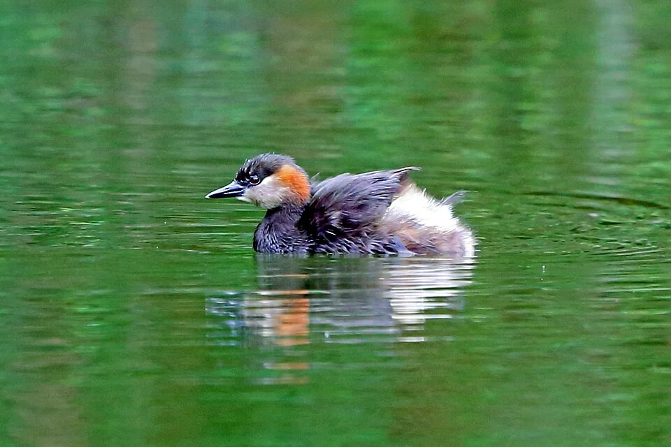 Madagascar Grebe Tachybaptus pelzelnii, Andasibe-Mantadia National Park, Madagascar