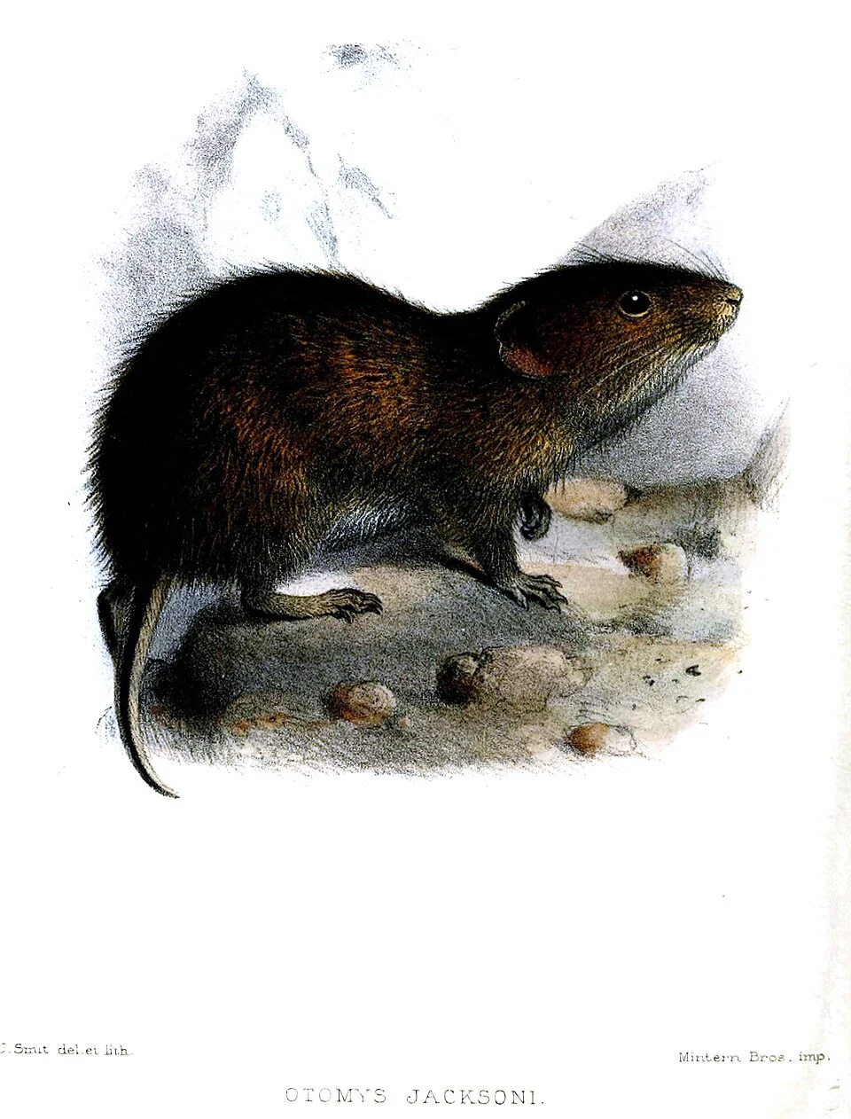 Otomys jacksoni