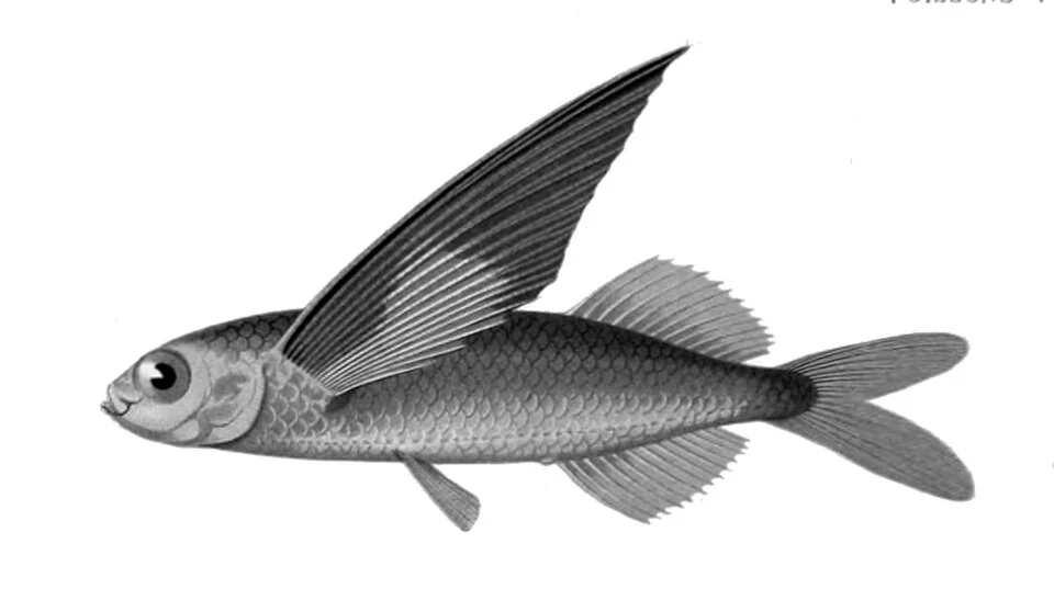 Exocoetus obtusirostris