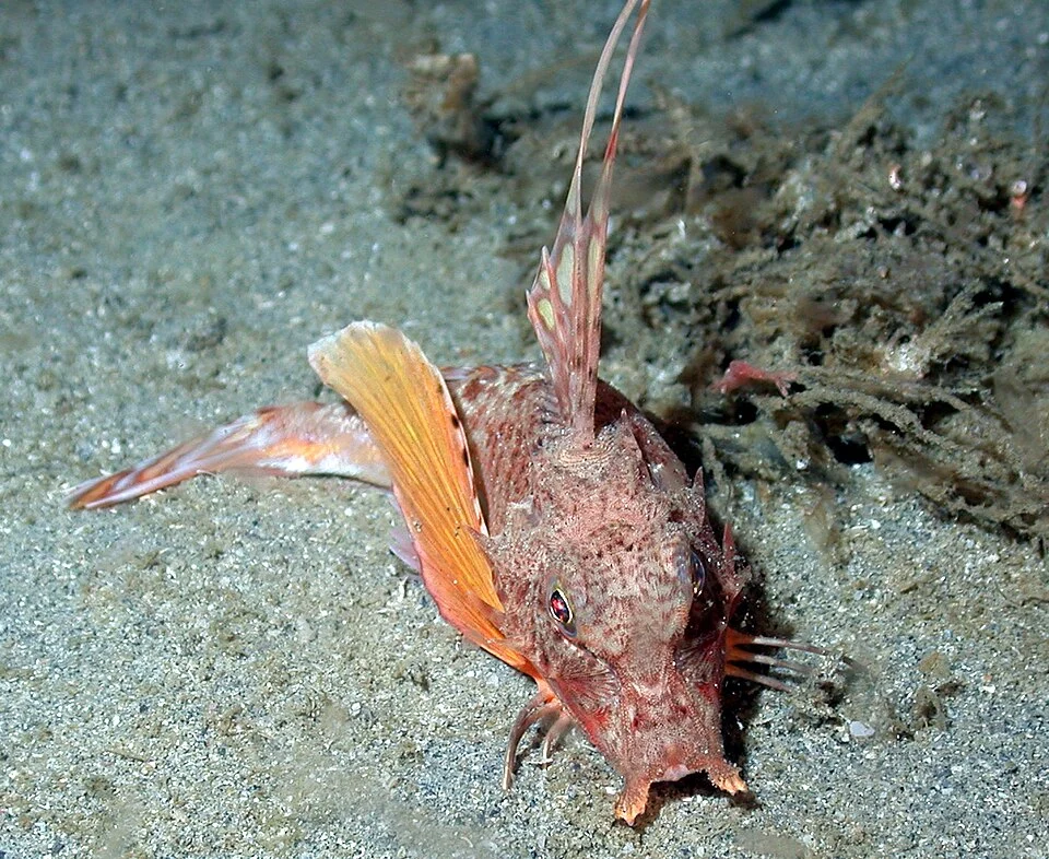 Horned sea robin (Bellator militaris). Atlantic Ocean, Southeast U.S. shelf/slope area.