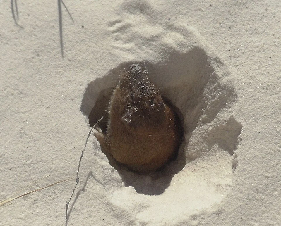 Desert Pocket Gopher (Geomys arenarius)