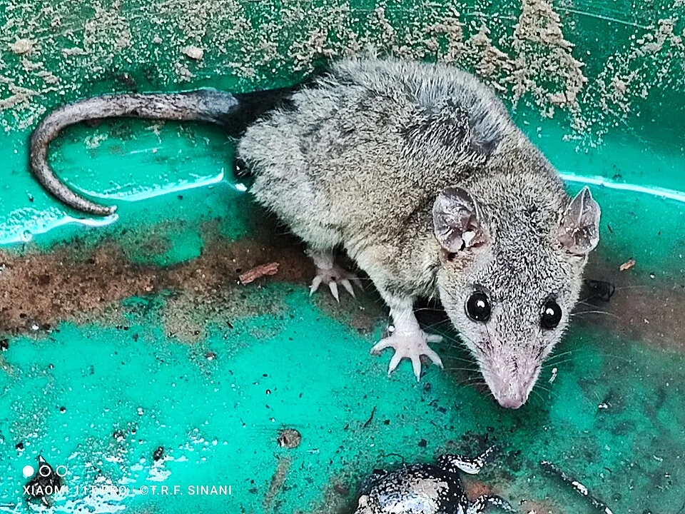 Photo of Dwarf Fat-tailed Mouse Opossum uploaded from iNaturalist.