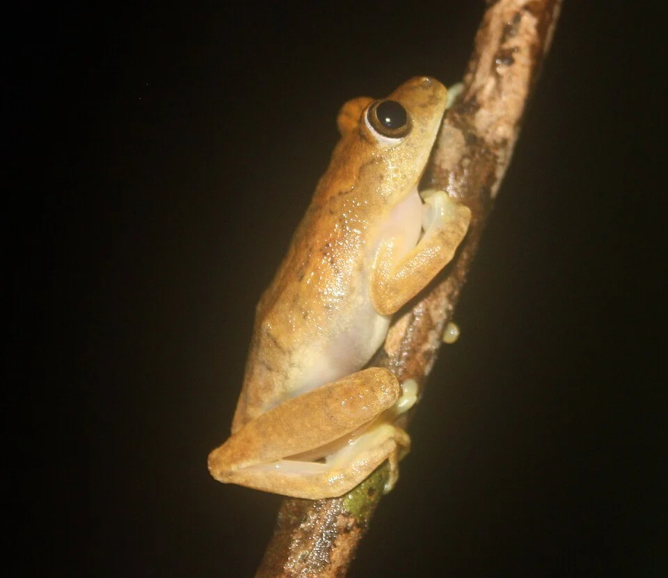 Nimba Reed Frog (Hyperolius zonatus)