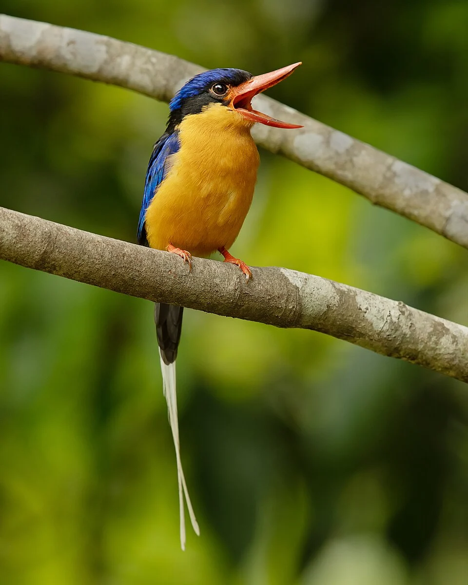 Buff-breasted Paradise-Kingfisher, Julatten, Queensland, Australia