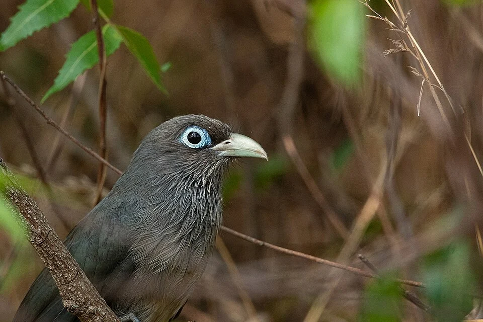 Blue-faced Malkoha (Phaenicophaeus viridirostris) close-up from Mysore, Karnataka, India