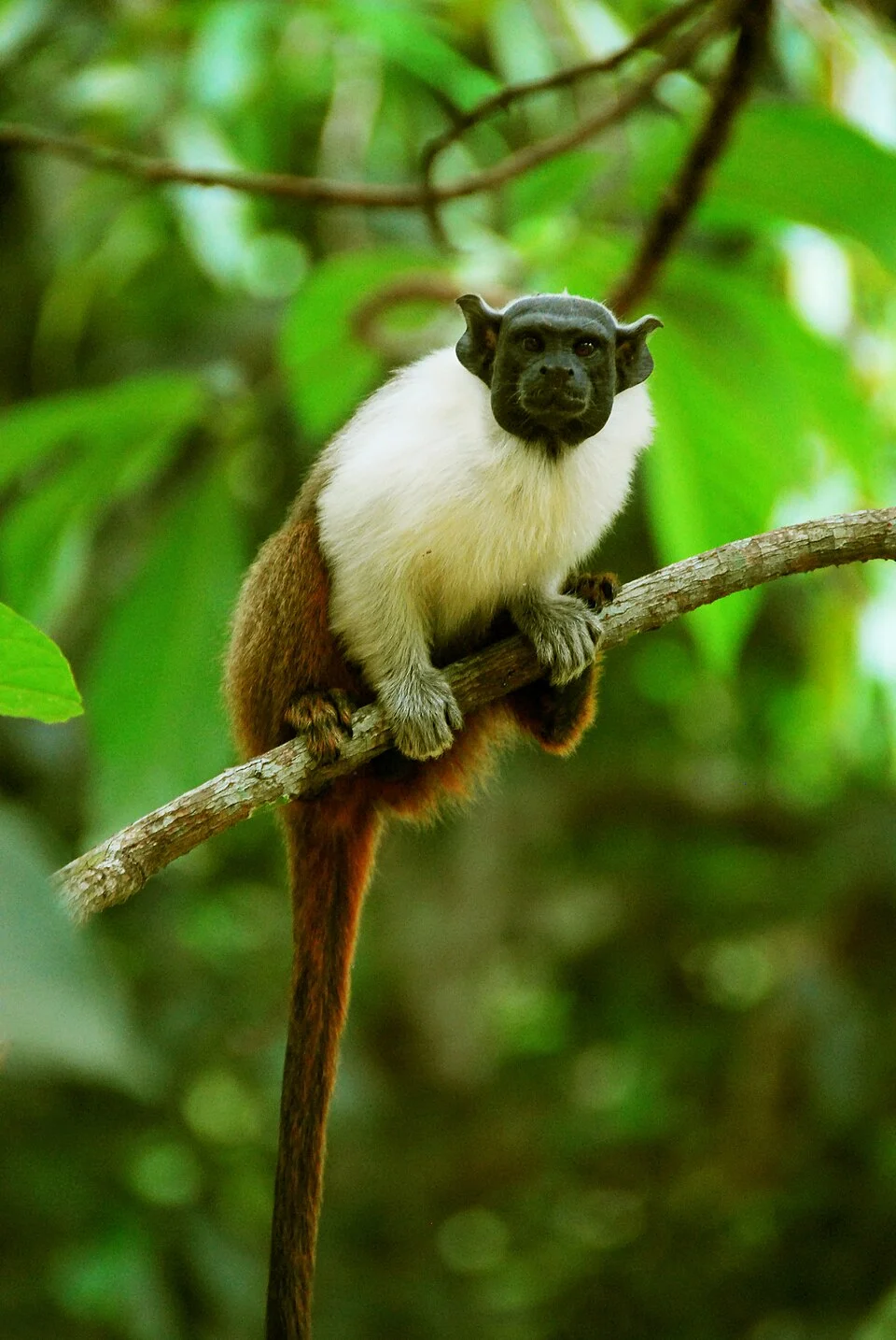 Pied Tamarin (Saguinus bicolor)
local: Mindu Park (Parque do Mindú)