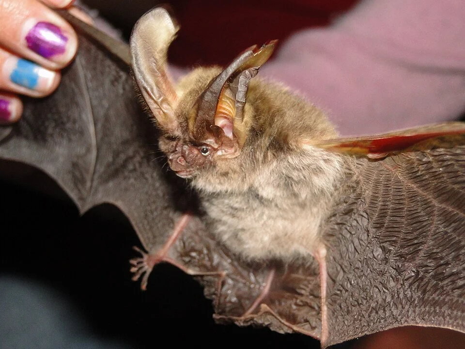 Corynorhinus mexicanus - Mexican Big-eared Bat. Species of mammal.
