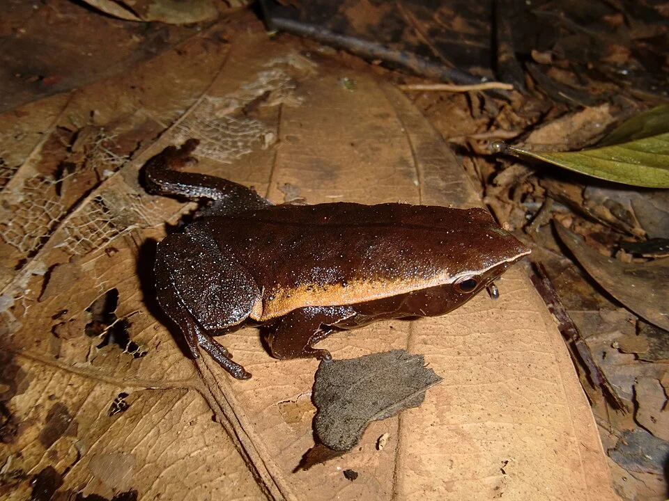 Otophryne pyburni, found near the Pararé camp in French Guiana. The precise geogr. coordinates remain unknown.