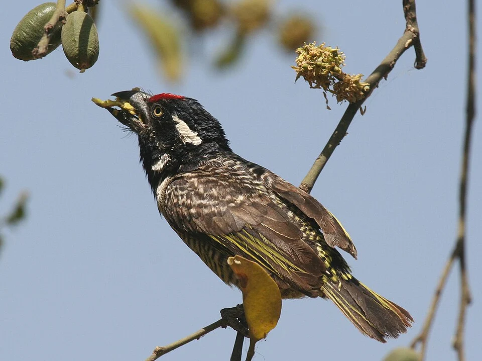 gebandeerde baardvogel