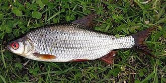 Common roach Rutilus rutilus. Original photo by user Algirdas