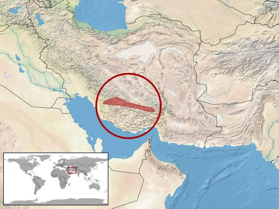 geographic distribution of Ophiomorus persicus