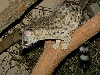 Ложная генета (Genetta thierryi), Пльзенский зоопарк (Zoological and Botanical Garden Plzen), февраль 2011 года