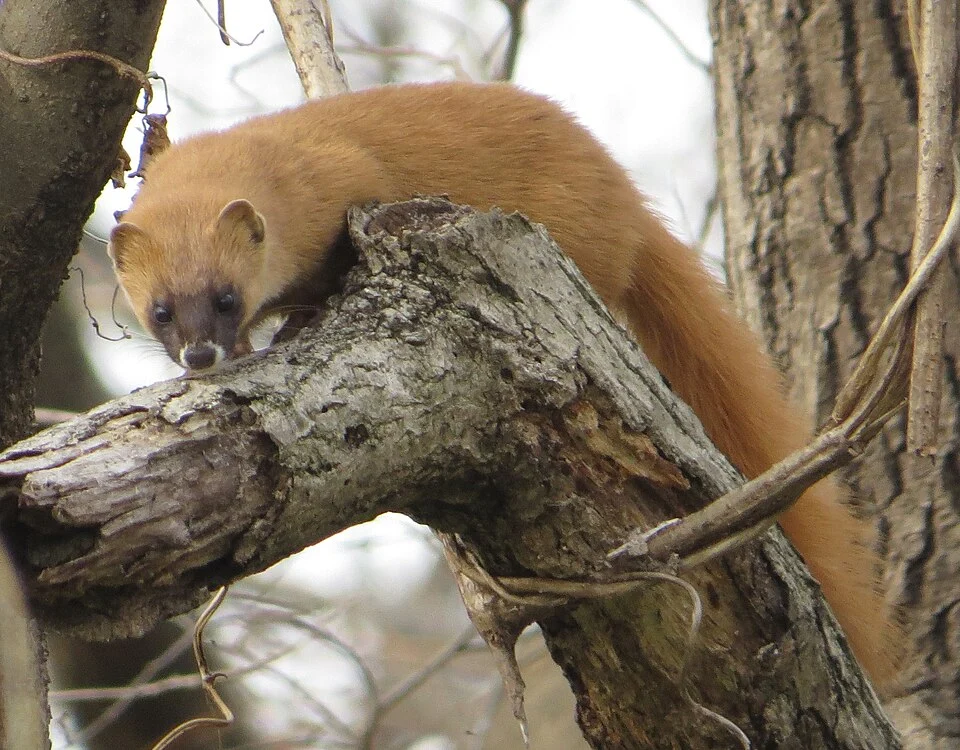 Mustela itatsi (Japanese weasel) on tree in Japan.