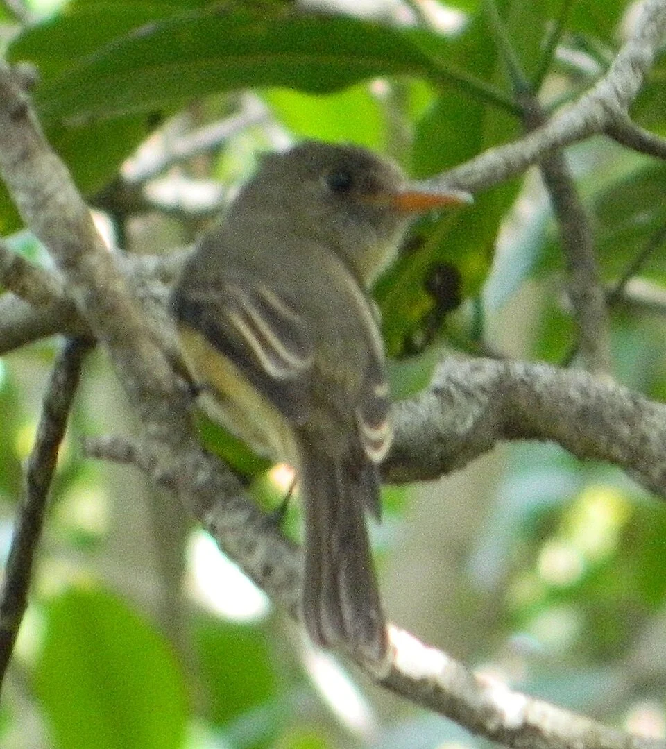Puerto Rican Pewee in southwest Puerto Rico