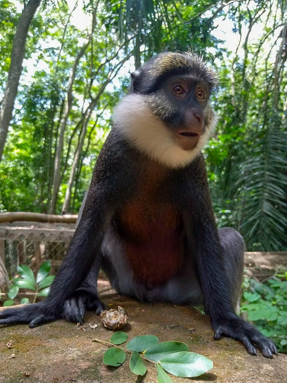 Le singe à ventre rouge au sanctuaire des Singes Drabo Gbo à Togba dans la commune d'Abomey-Calavi au Bénin.2
