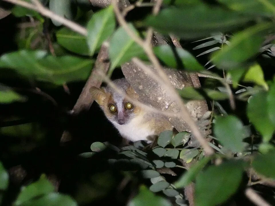 Golden-brown Mouse Lemur (Microcebus ravelobensis) in Madagascar