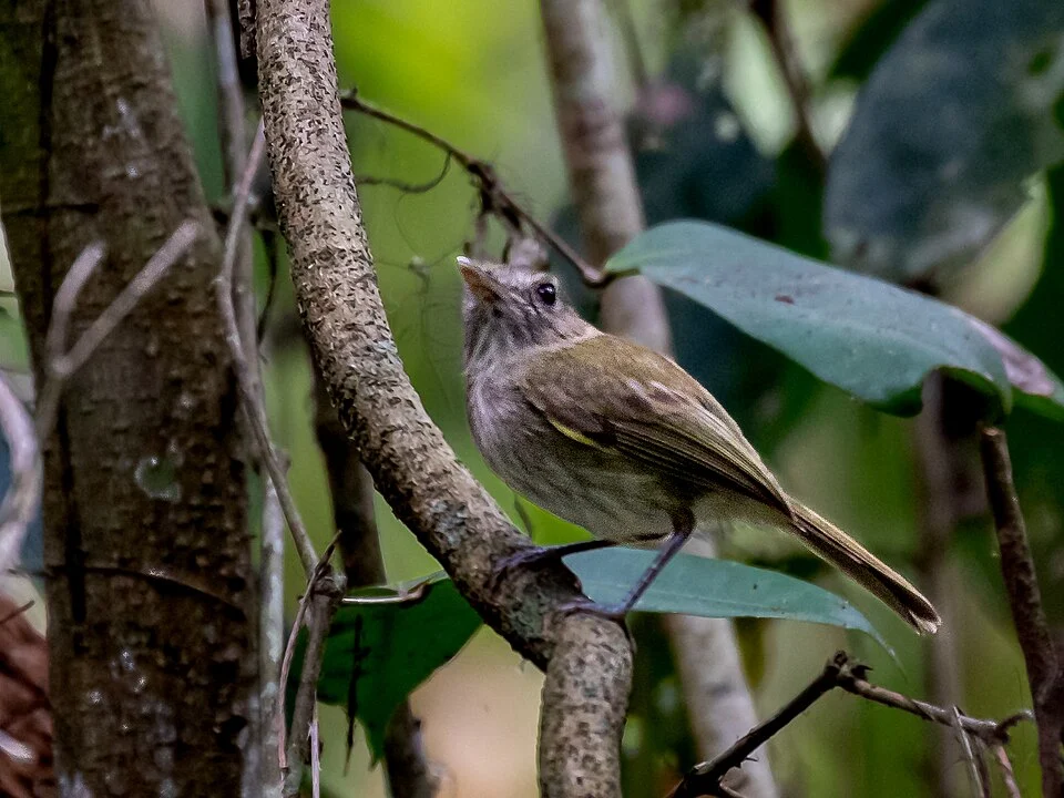 Flammulated Pygmy-Tyrant; Ramal do Noca, Rio Branco, Acre, Brazil