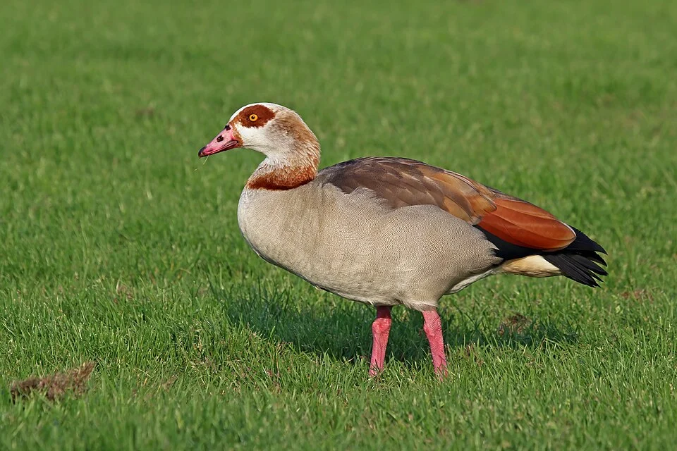 Egyptian goose (Alopochen aegyptiaca), London