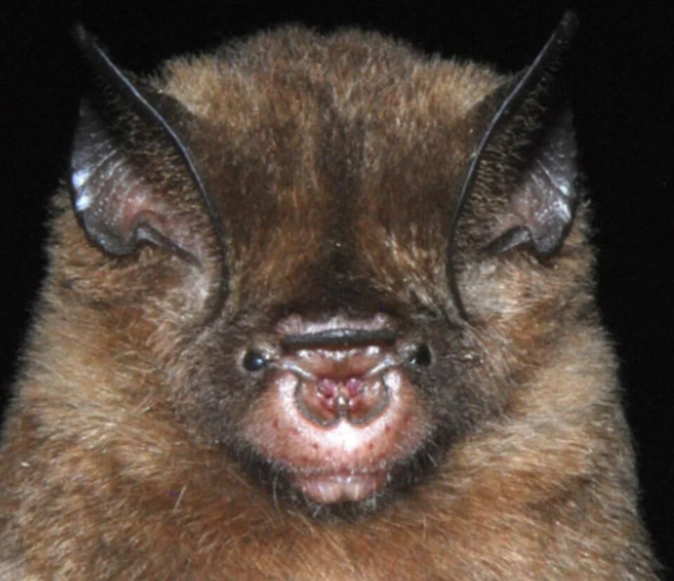 Hipposideros doriae
