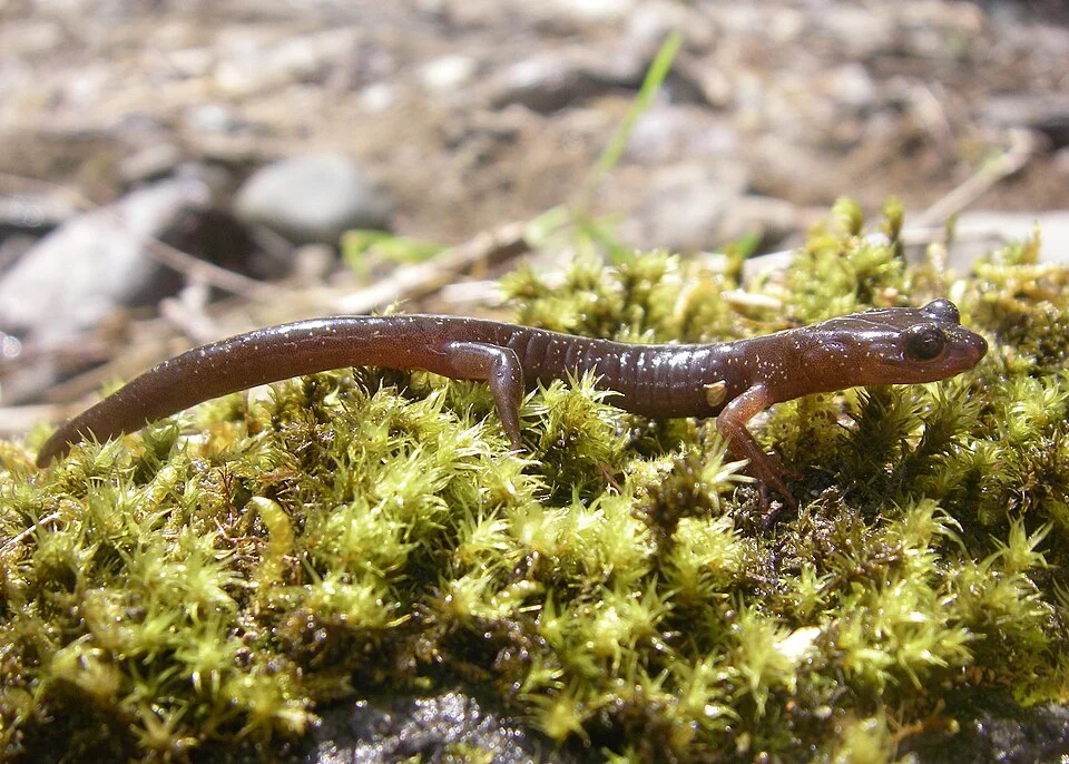 -Photo by Justin Miles, Oregon Department of Fish and Wildlife-
Clouded Salamander (Aneides ferreus)
Adult clouded salamanders are generally brown with brassy patches on their backs and gray bellies. As salamanders age, the brassy back colors fade. The clouded salamander is one of the lungless salamander species; they breathe through their moist skin. Mature adults can grow to just over five inches in total length.
Clouded salamanders prefer forest habitats or burned areas that provide large decaying logs or stumps, especially Douglas firs, where they can find burrows in the wood or spaces ju
