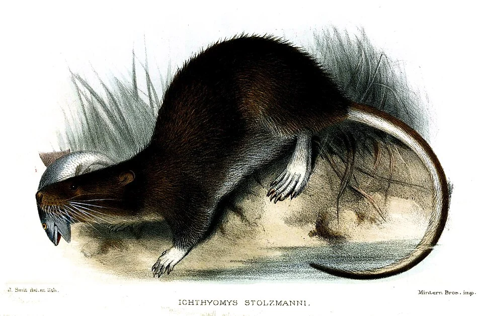 Icthyomys stolzmanni