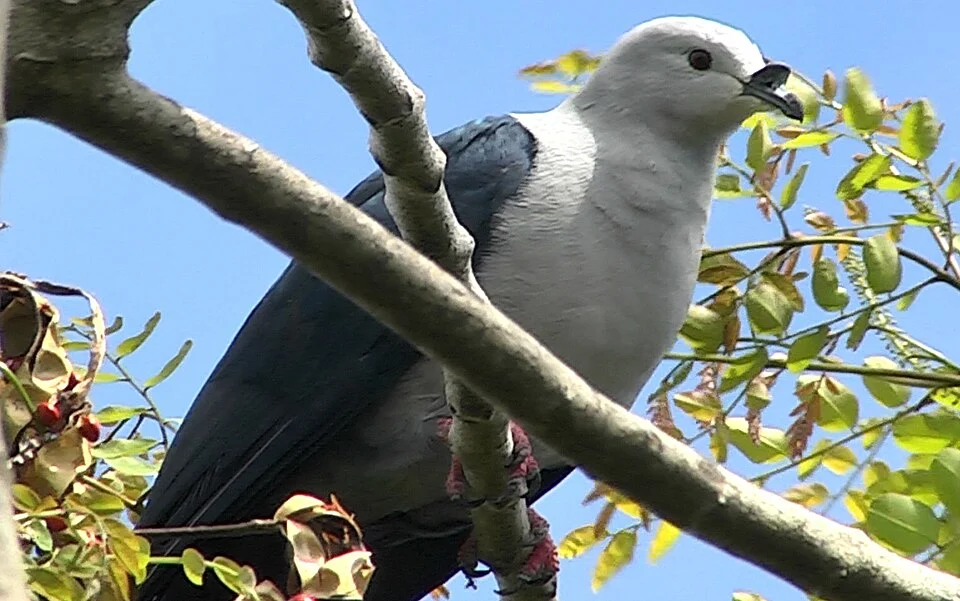 Polynesian Imperial Pigeon