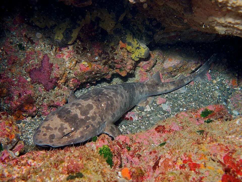 Blotchy swell shark (Cephaloscyllium umbratile)