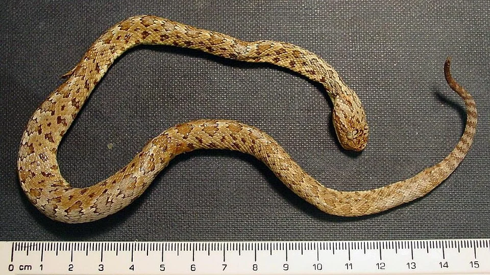 Crotalus stejnegeri. North America, Mexico, Durango