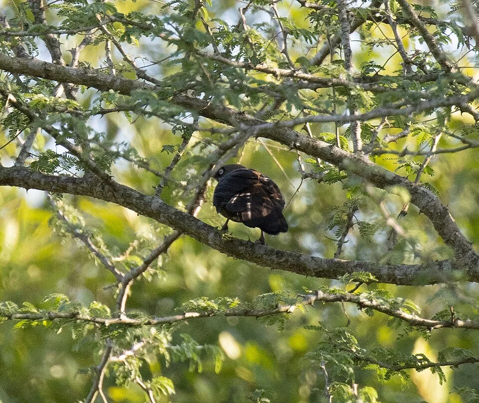 Turdoides tenebrosa, Nwoya, Uganda, 2025-08-15 (iNaturalist).