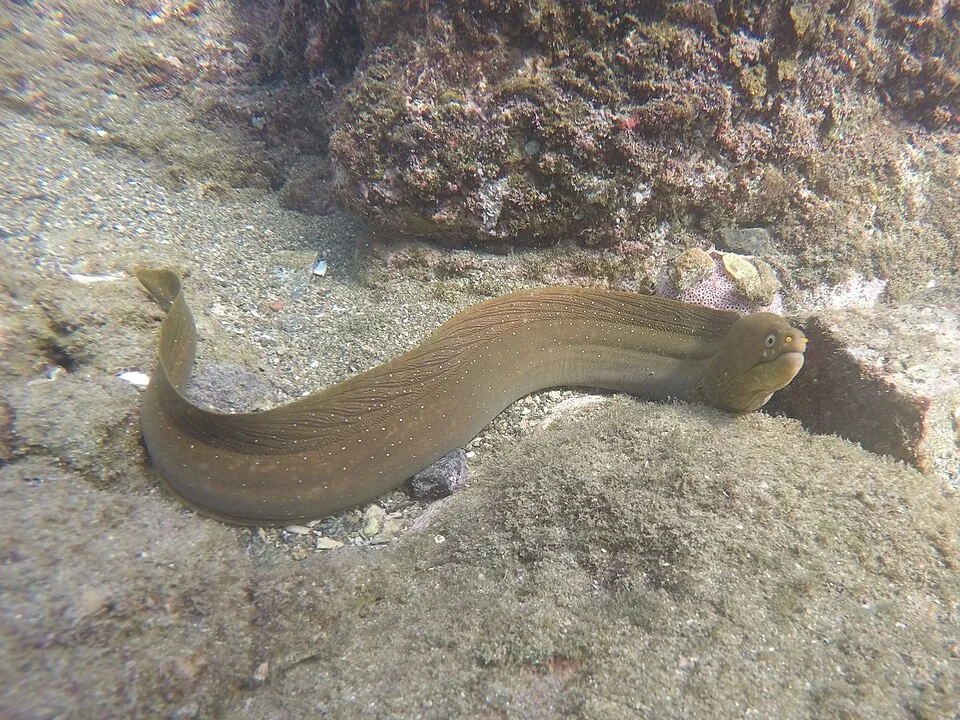 Palenose Moray (Echidna nocturna). Species of fish.