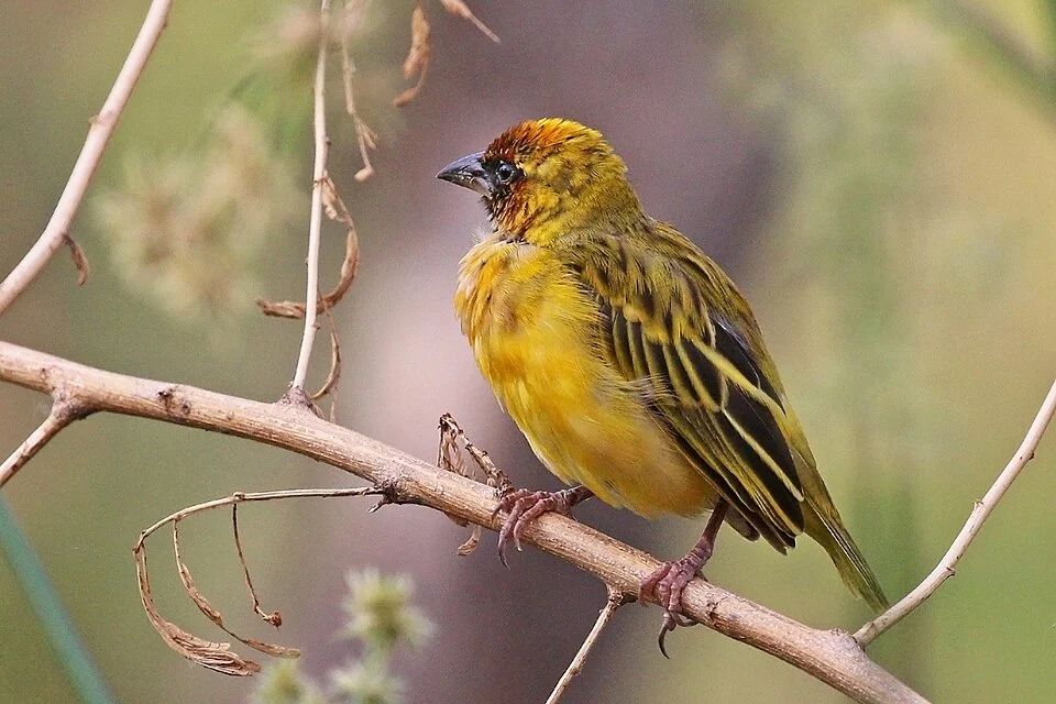 Northern masked weaver (Ploceus taeniopterus), male, Lake Baringo, Kenya