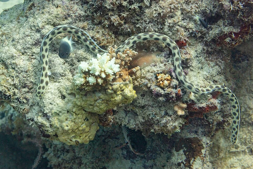 Tiger snake eel (Myrichthys maculosus), Zanzibar, Tanzania