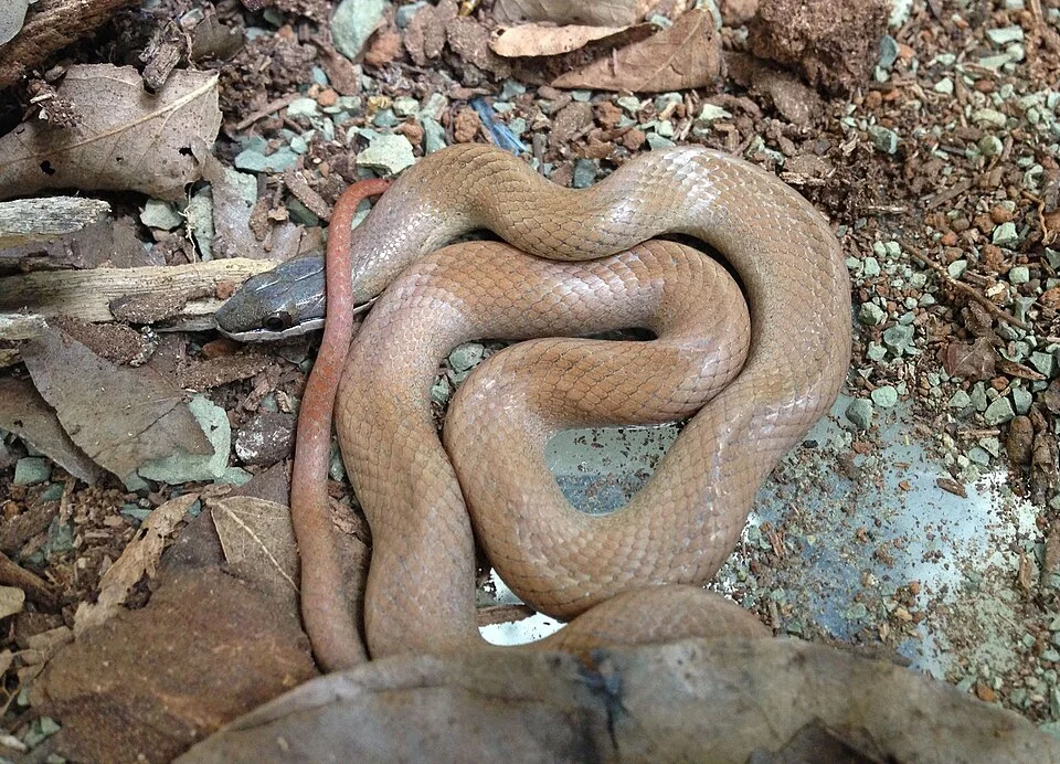 Ialtris agyrtes, a captive specimen temporarily kept in the Museo de Historia Natural de Santo Domingo.
