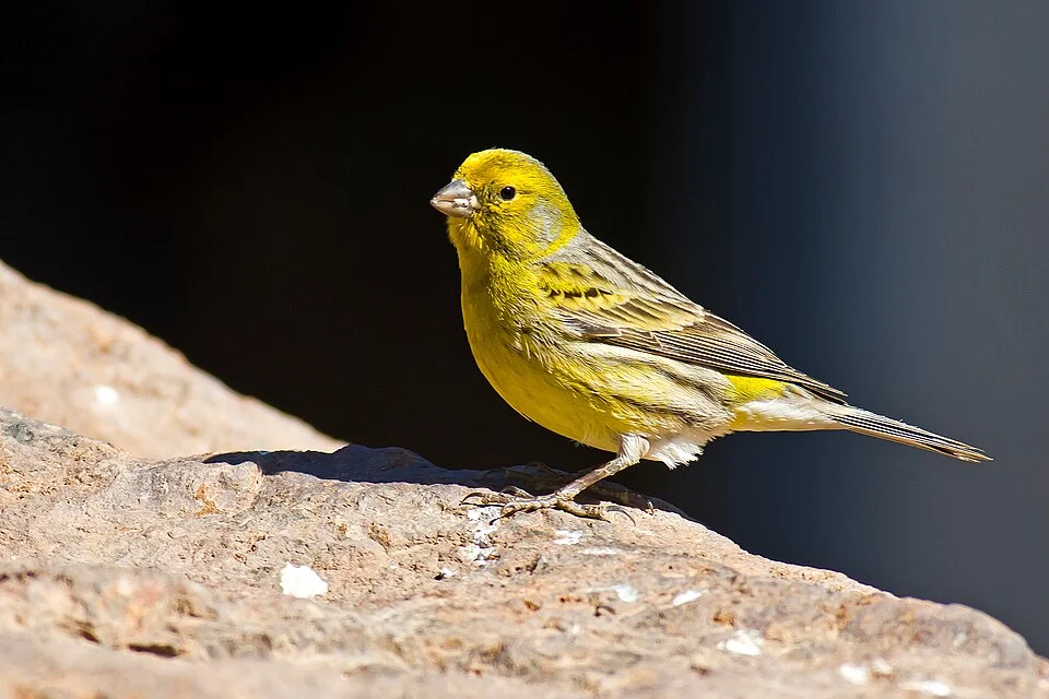 A male Atlantic Canary in Parque Rural del Nublo, Gran Canaria, Spain.