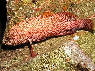 Graysby fish (Cephalopholis cruentata)
