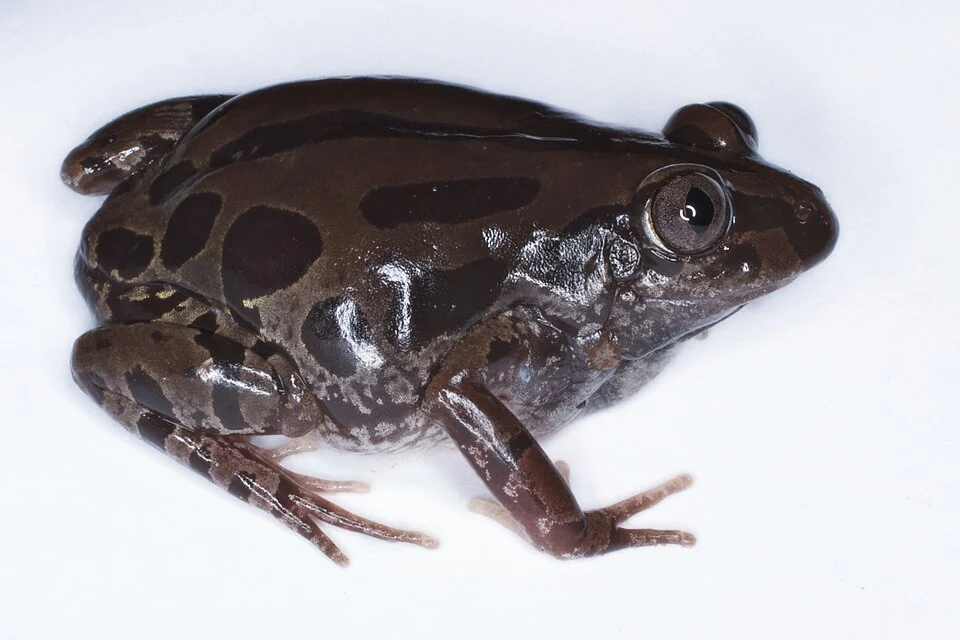 Photo of an adult Kassina senegalensis Senegal running frog