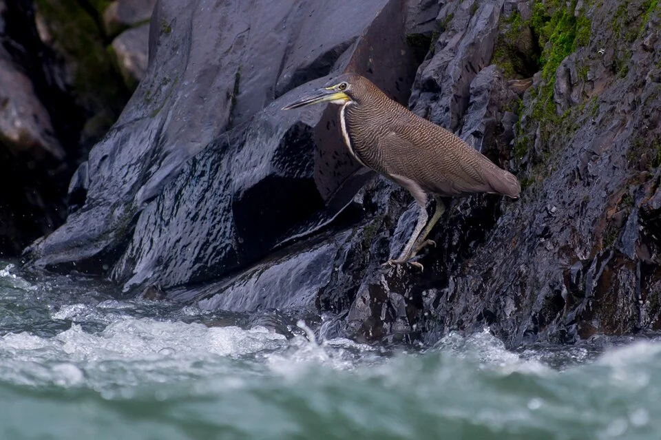 Tigrisoma fasciatum, Fasciated Tiger-heron