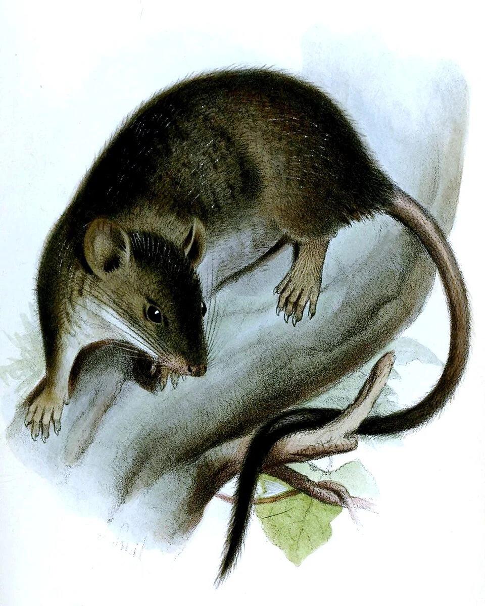 Hesperomys (Rhipidomys) sclateri = Rhipidomys leucodactylus
The original artwork has been cropped by the uploader