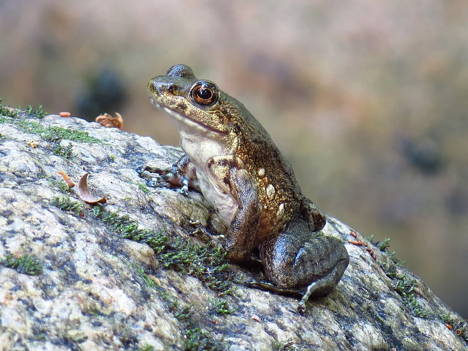 Megaelosia apuana, fotografada a uma altitude de 1050m no rio Caledônia, município de Nova Friburgo, Estado do Rio de Janeiro - Brasil.