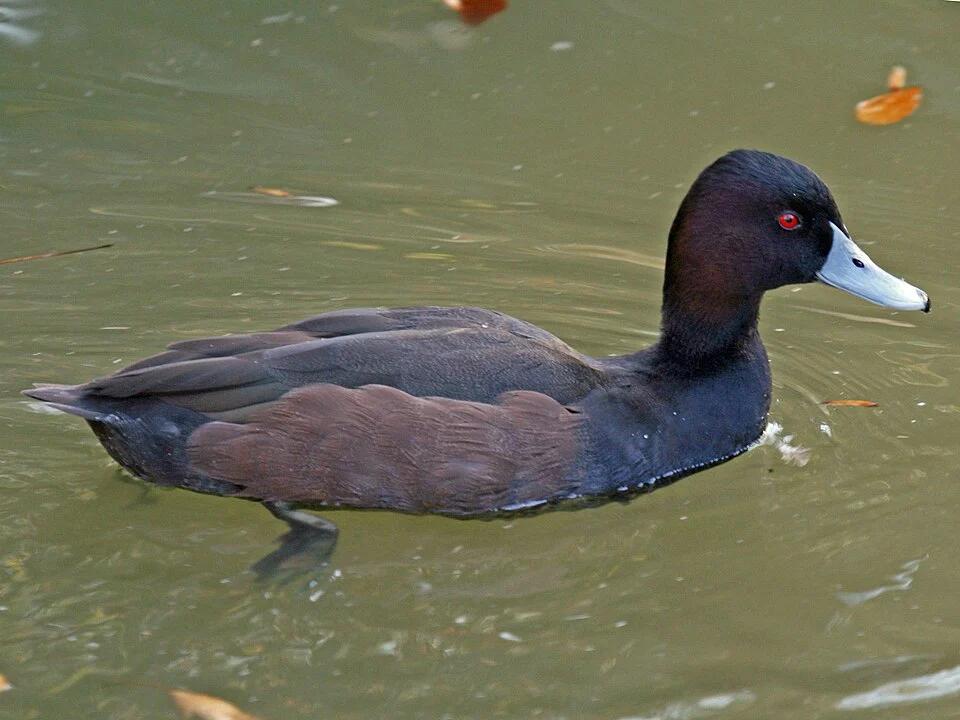 ♂ Southern Pochard (Netta erythrophthalma) at Sylvan Heights Waterfowl Park in Scotland Neck, North Carolina.
