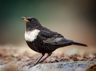 Merle à plastron sous-espèce torquatus, Espagne