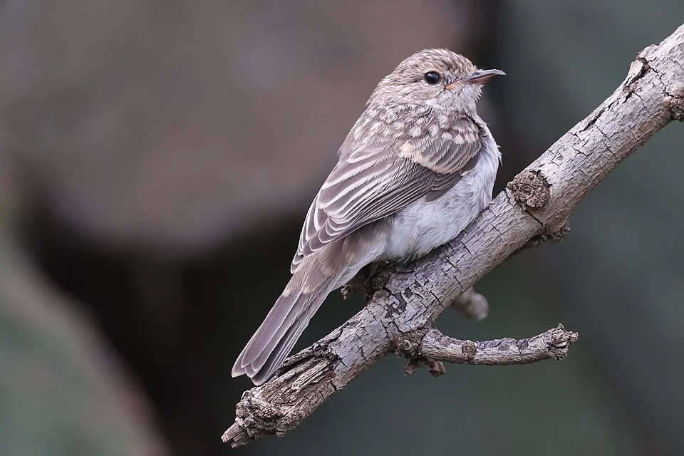 Gambaga flycatcher