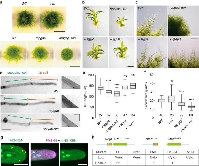 Physcomitrium patens wild-type and engineered moss colonies, gametophores and cells with growth measurements, Ruan and colleagues 2023 figure 4