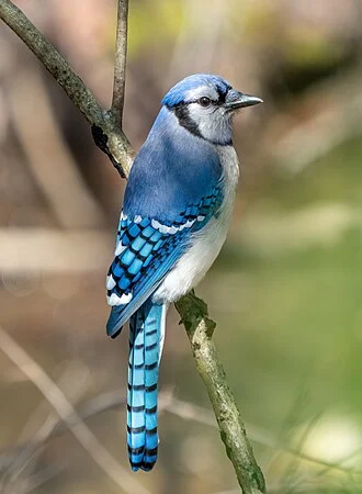 Blue jay in Prospect Park, Brooklyn.